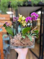 Triple Jardín de Mini Orquídeas Triple Jardín de Mini Orquídeas