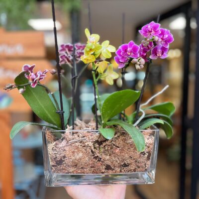 Triple Jardín de Mini Orquídeas