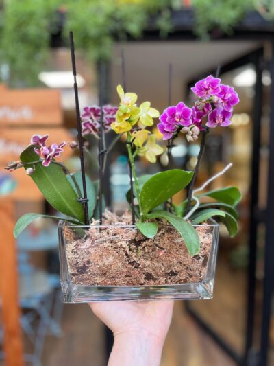 Triple Jardín de Mini Orquídeas