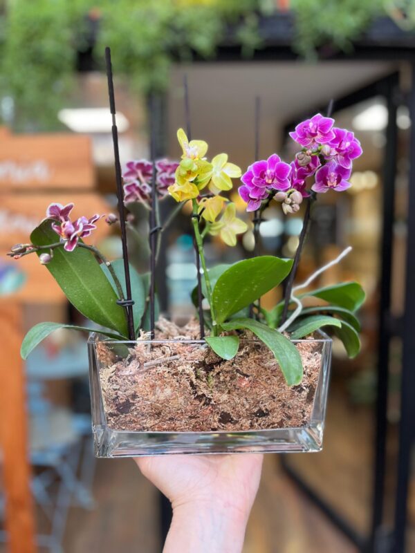 Triple Jardín de Mini Orquídeas