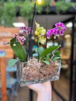 Triple Jardín de Mini Orquídeas Triple Jardín de Mini Orquídeas