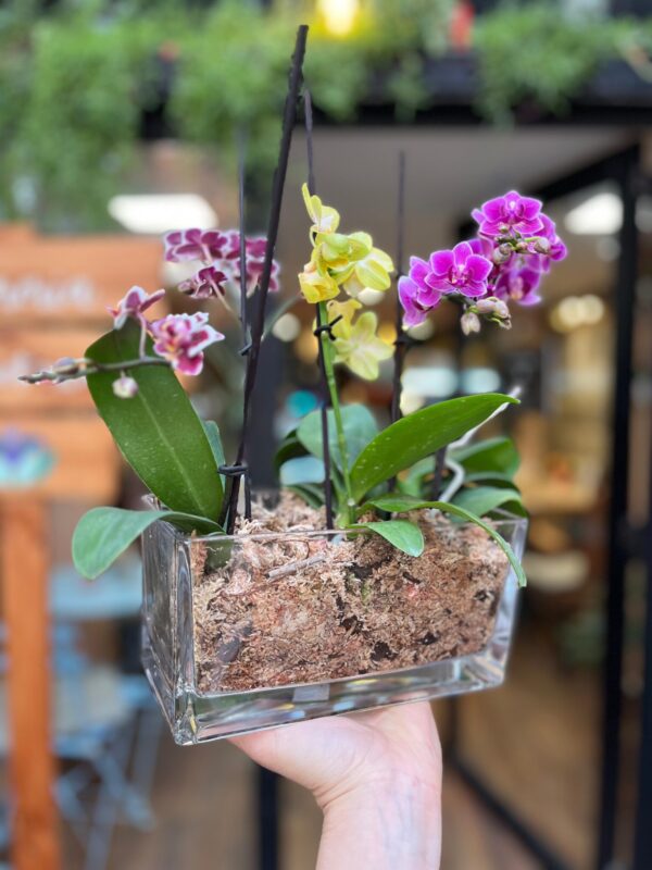 Triple Jardín de Mini Orquídeas
