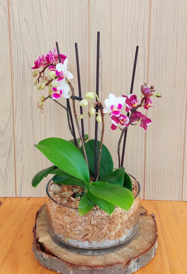 Triple Jardín de Mini Orquídeas