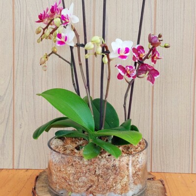 Triple Jardín de Mini Orquídeas