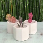 Mini Suculentas en Maceta