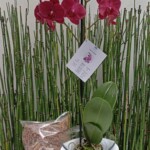 Pack Orquidea + Hobby Flower+ Fertilizantes y sustrato.