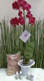 Pack Orquidea + Hobby Flower+ Fertilizantes y sustrato.