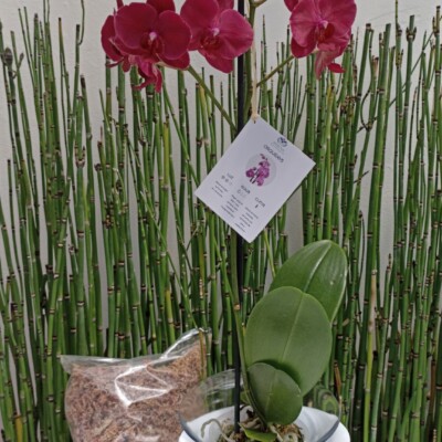 Trio de Orquídeas en Maceta de Vidrio