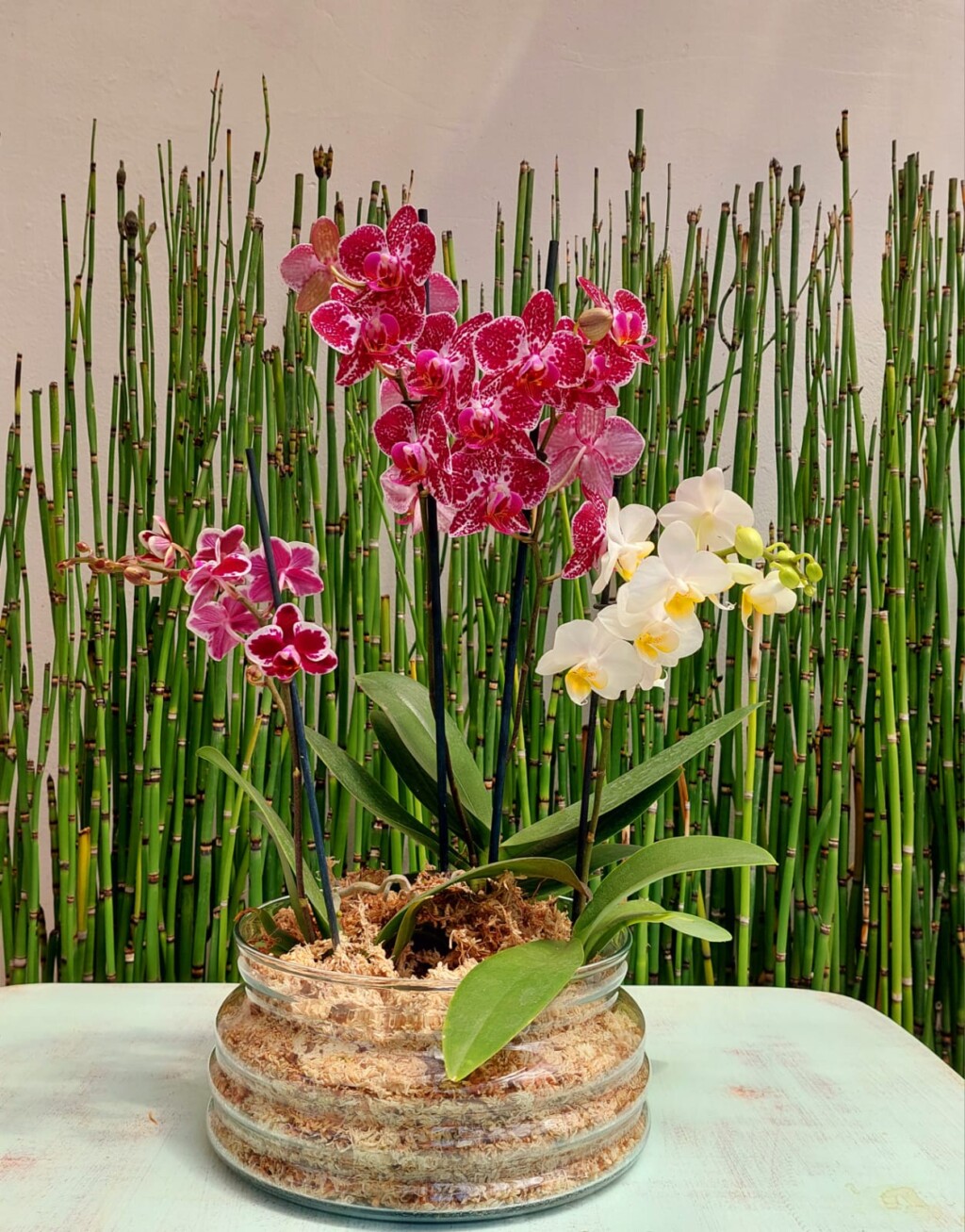 Trio de Orquídeas en Maceta de Vidrio