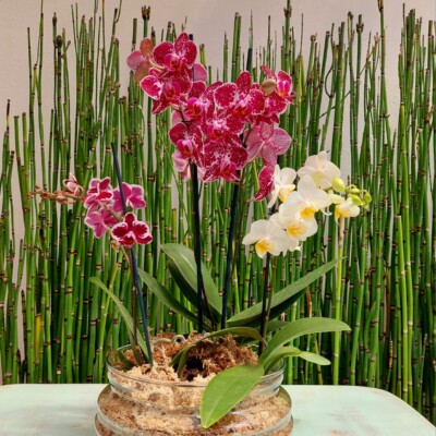 trio orquideas flores en cactus