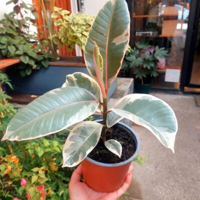 Gomero Variegado Tineke - Floreria Encactus Vina del Mar