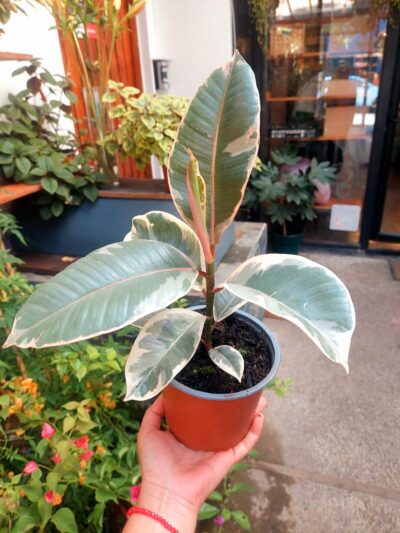 Gomero Variegado Tineke