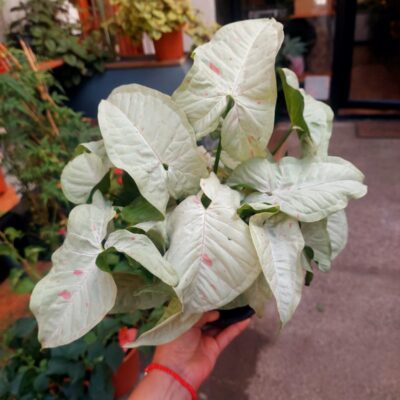 Singonio Plateado - Floreria Encactus Vina del Mar