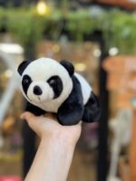 Osito panda esperanzado Osito panda esperanzado