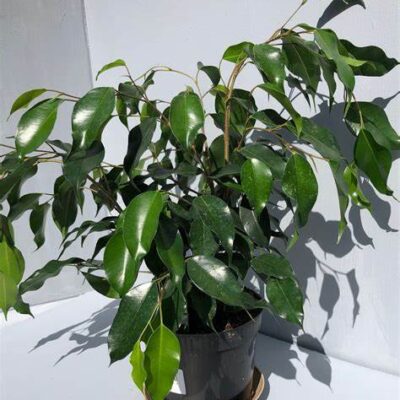 Ficus Benjamina variegata