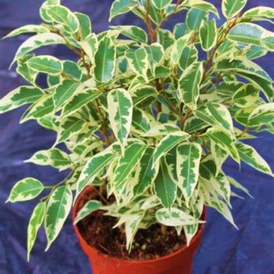 Ficus Benjamina variegata