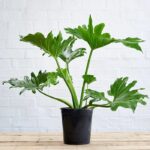 Filodendro Paraguayo Gigante XL - Floreria Encactus Vina del Mar