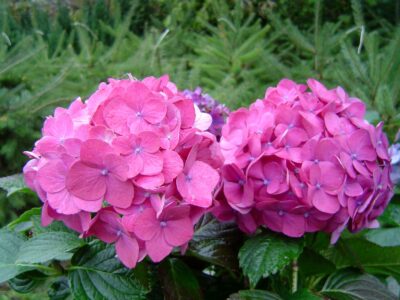 Hortensia - Floreria Encactus Vina del Mar