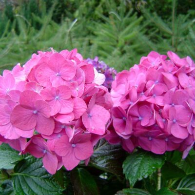 Hortensia - Floreria Encactus Vina del Mar
