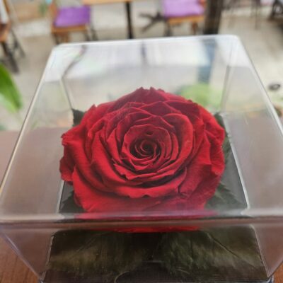 Rosa Eterna en caja plástica cuadrada