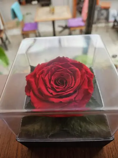 Rosa Eterna en caja plástica cuadrada - Floreria Encactus Vina del Mar
