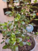 Coprosma Variedad