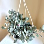 Kalanchoe Colgante (hojas blancas)