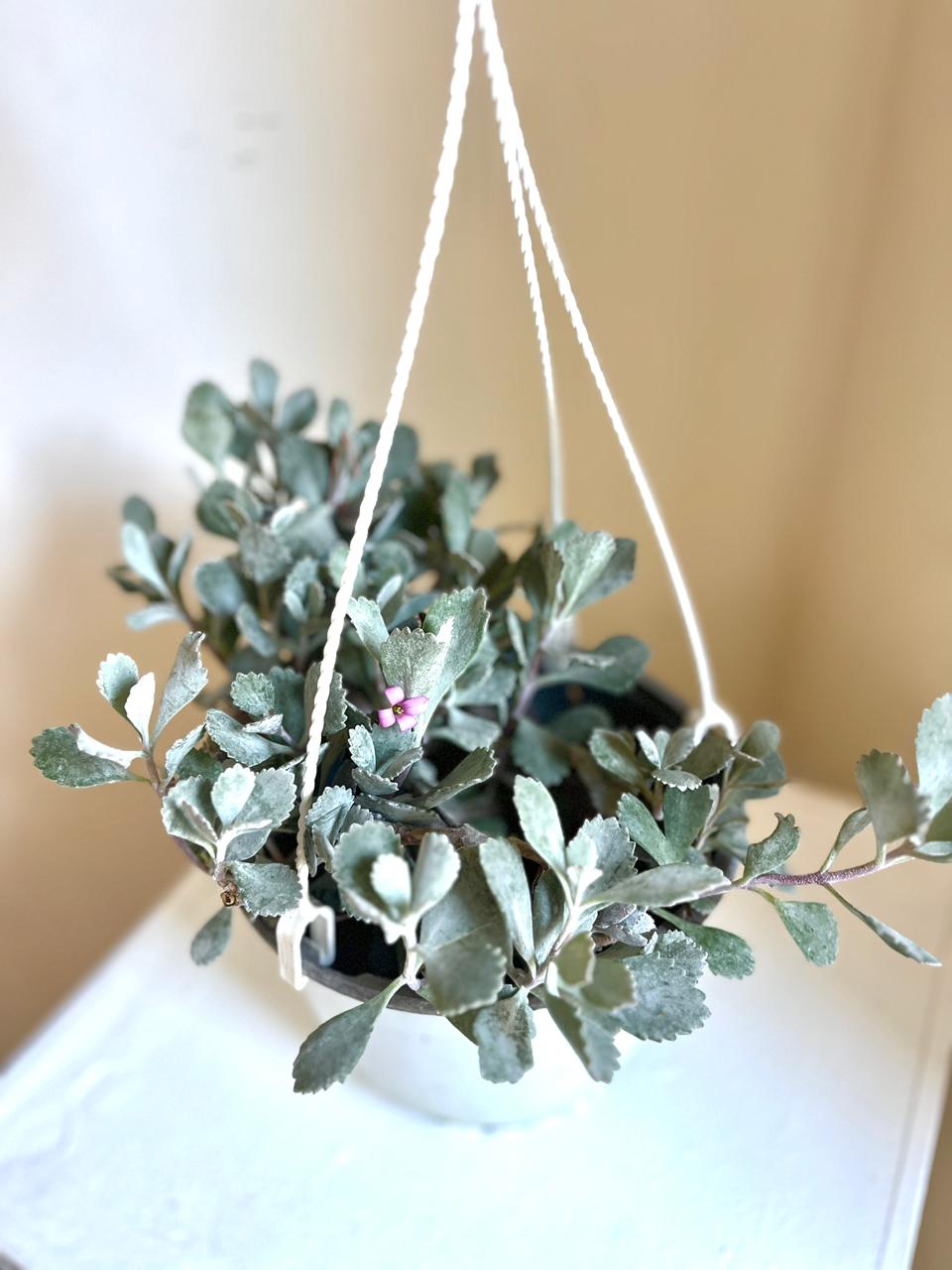 WhatsApp Image 2025-12-23 at 10.29.52 AM