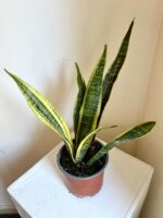 Sansevieria o Lengua de suegra - Imagen 3