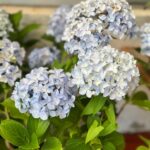 Hortensia celeste – tamaño XXL