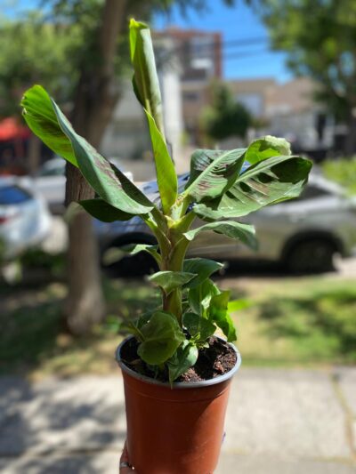 Musa Ruby - Floreria Encactus Vina del Mar