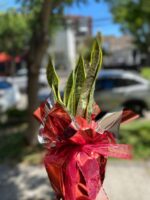 Sansevieria o Lengua de suegra - Imagen 2