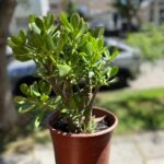 Jade (Crassula ovata)