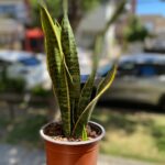 Sansevieria o Lengua de suegra