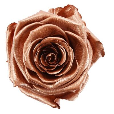 Rosa Preservada en Fanal en Vidrio y Madera (Elige Color)