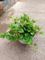 Peperomia Obtusifolia