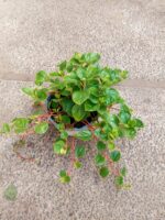 Peperomia Obtusifolia