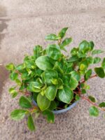 Peperomia Obtusifolia