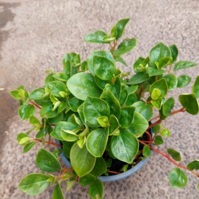 Peperomia Obtusifolia - Floreria Encactus Vina del Mar