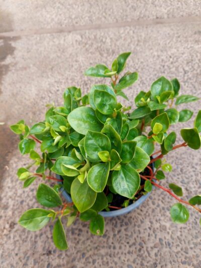 Peperomia Obtusifolia - Floreria Encactus Vina del Mar