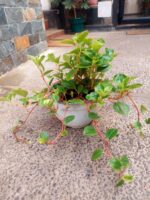 Peperomia Obtusifolia