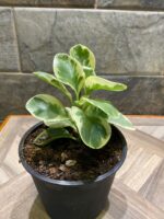 Peperomia Obtusifolia