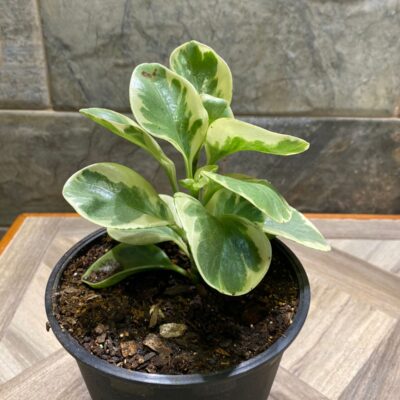 Peperomia Obtusifolia