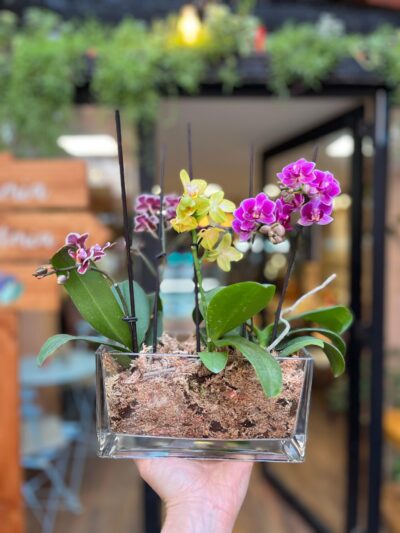 Mini trío de Orquideas - Floreria Encactus Vina del Mar