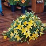 Condolencia lilium amarillo XL