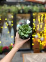 Suculenta Aworthia pequeña