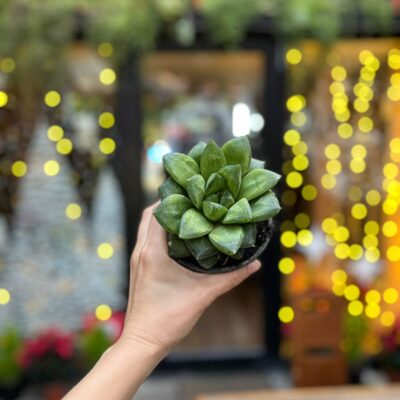 Suculenta Aworthia pequeña