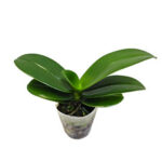 PROMO Orquidea sin vara de flor (Elige tamaño) - Floreria Encactus Vina del Mar