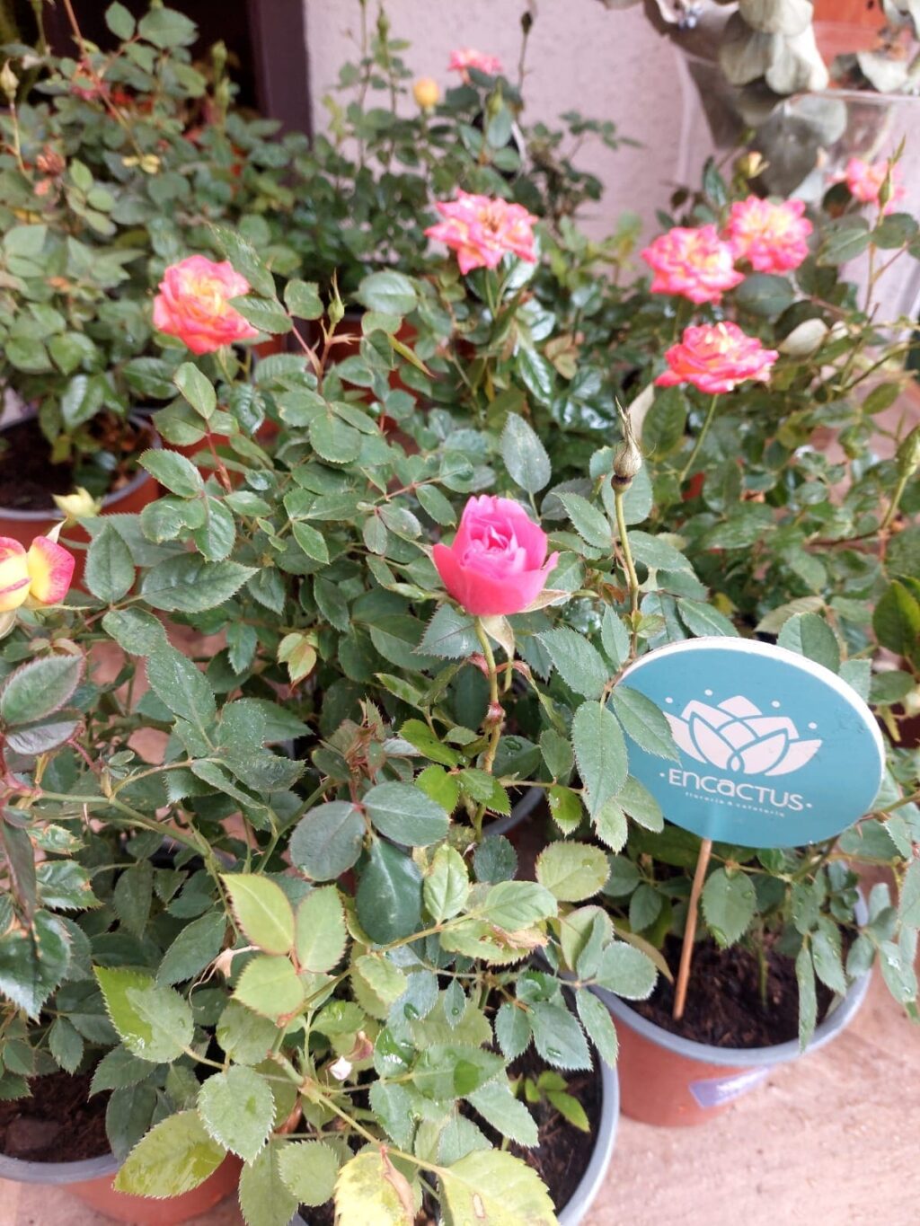 Rosas de distintos colores y su significado simbolico - Encactus Vina del Mar