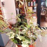 Hiedra en maceta colgante